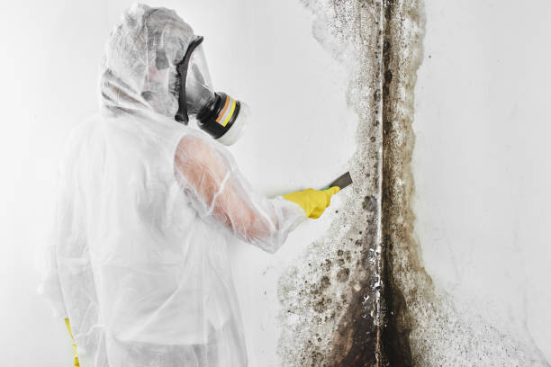 Best Attic Mold Remediation in Krum, TX