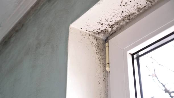 Best Basement Mold Remediation in Krum, TX