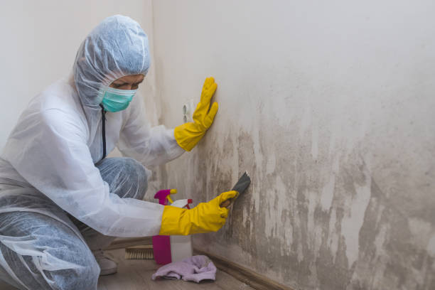 Best White Mold Remediation in Krum, TX
