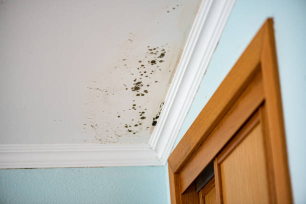 Best Commercial Mold Remediation in Krum, TX