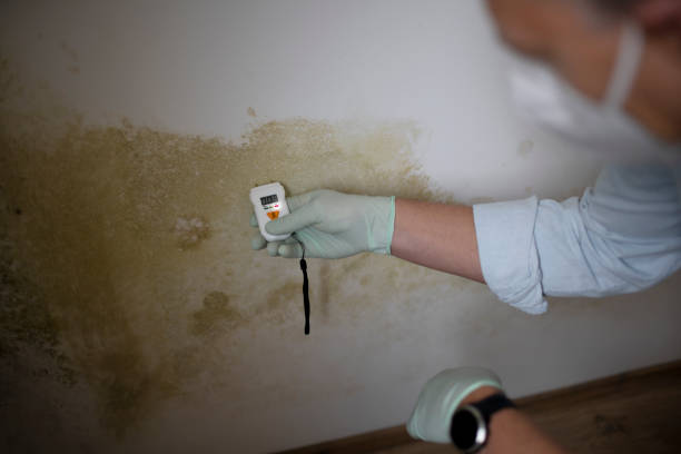 Best Residential Mold Remediation in Krum, TX