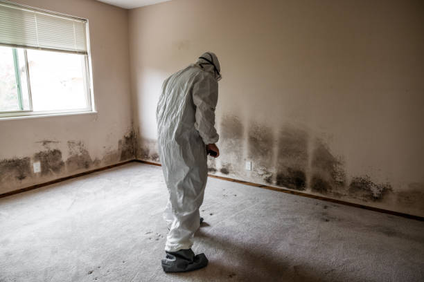 Best Mold Testing and Inspection Services in Krum, TX