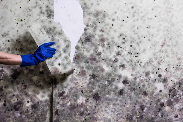 Best Crawl Space Mold Remediation in Krum, TX