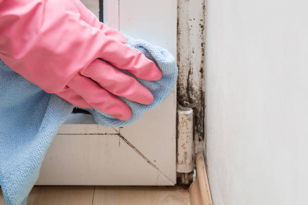 Best Mold Remediation for Specific Building Types in Krum, TX