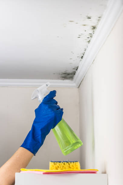 Best Residential Mold Remediation in Krum, TX